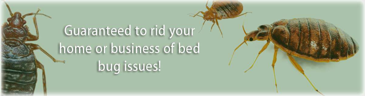 banner_bedbug