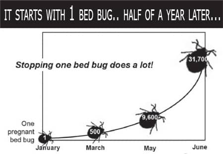bed-bug-cycle