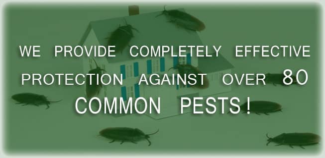 commonpests2